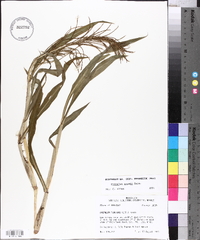 Paspalum repens image