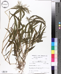 Paspalum repens image