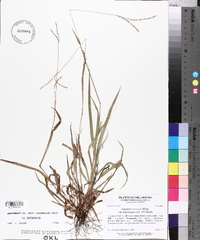 Paspalum setaceum var. stramineum image