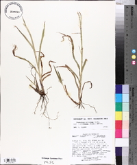 Paspalum setaceum var. stramineum image