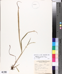 Paspalum setaceum var. stramineum image