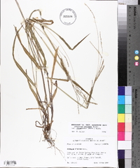 Paspalum setaceum var. stramineum image