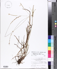 Paspalum setaceum var. muhlenbergii image