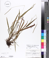 Paspalum setaceum var. muhlenbergii image