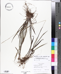 Paspalum setaceum var. muhlenbergii image