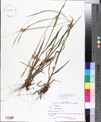 Paspalum setaceum var. muhlenbergii image