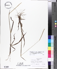 Paspalum setaceum var. muhlenbergii image