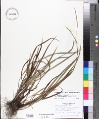 Paspalum setaceum var. muhlenbergii image