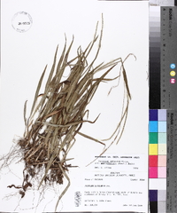 Paspalum setaceum var. muhlenbergii image