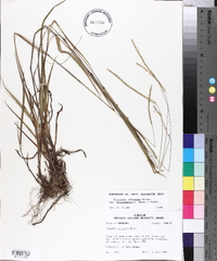 Paspalum setaceum var. muhlenbergii image