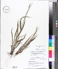 Paspalum setaceum var. muhlenbergii image
