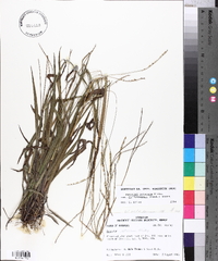 Paspalum setaceum var. muhlenbergii image