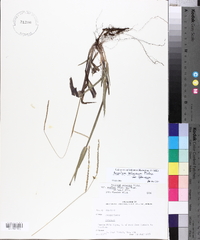 Paspalum setaceum var. setaceum image