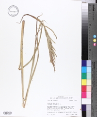 Paspalum urvillei image