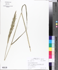 Paspalum urvillei image