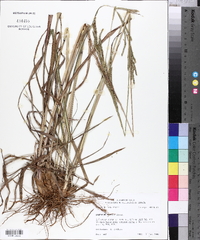 Paspalum urvillei image