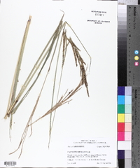 Paspalum urvillei image