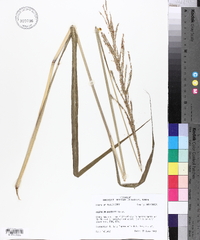 Paspalum urvillei image