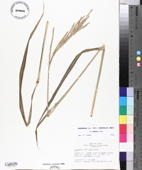 Paspalum urvillei image