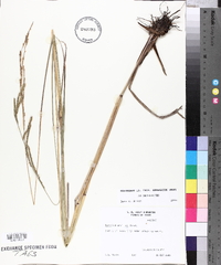 Paspalum urvillei image