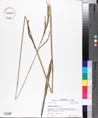 Paspalum urvillei image