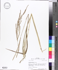 Paspalum urvillei image