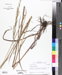 Paspalum urvillei image