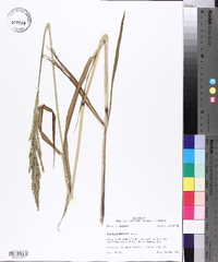 Paspalum urvillei image