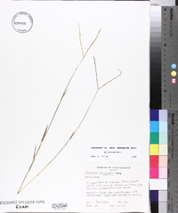 Paspalum conjugatum image