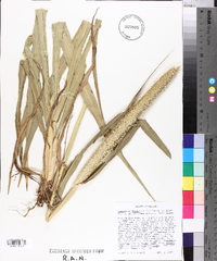 Pennisetum glaucum image