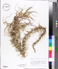 Pennisetum clandestinum image