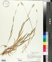 Phalaris caroliniana image