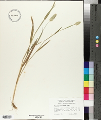 Phalaris caroliniana image