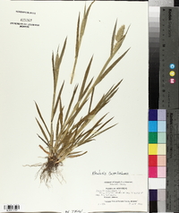 Phalaris caroliniana image