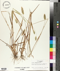 Phalaris caroliniana image