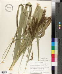 Phragmites australis image