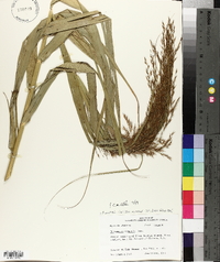 Phragmites australis image