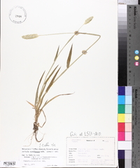 Phalaris caroliniana image