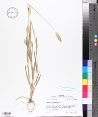 Phalaris caroliniana image