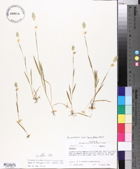 Phalaris caroliniana image