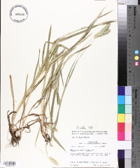 Phalaris caroliniana image