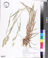 Phalaris caroliniana image