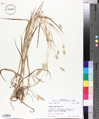 Phalaris caroliniana image