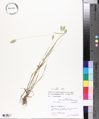 Phalaris caroliniana image