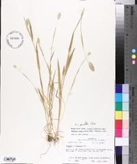 Phalaris caroliniana image