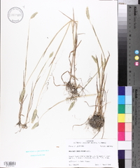 Phalaris caroliniana image