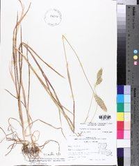 Phalaris caroliniana image