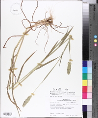 Phalaris caroliniana image