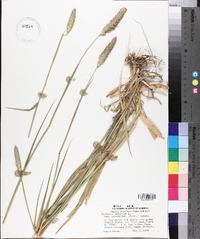 Phalaris aquatica image