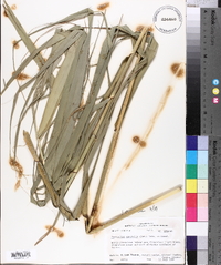 Phragmites australis image